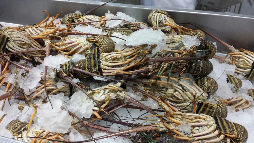 frozen lobster distributor