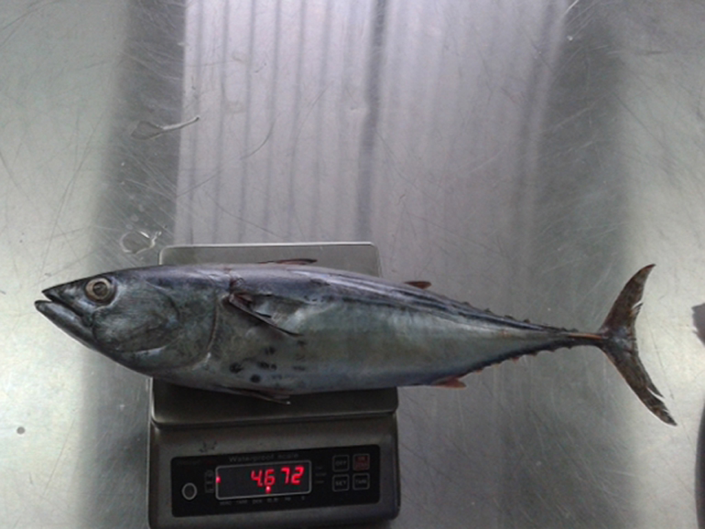 Bonito fish on scale