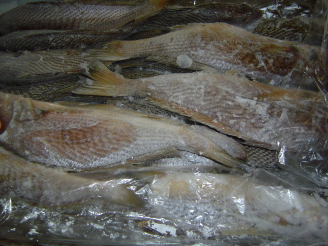 Yellow Croaker fillet on ice