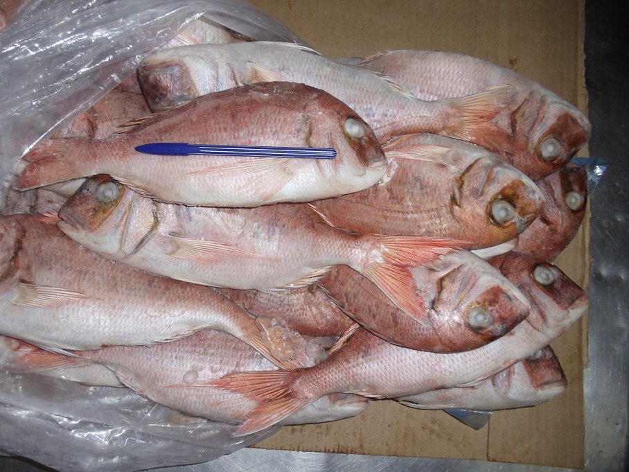 frozen pink porgy for sale