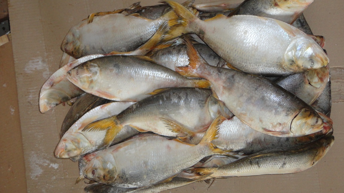 Brazilian Menhaden fish fillets