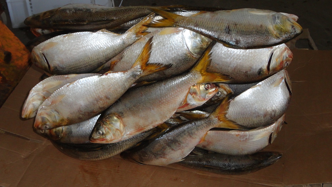 Brazilian Menhaden fish for sale