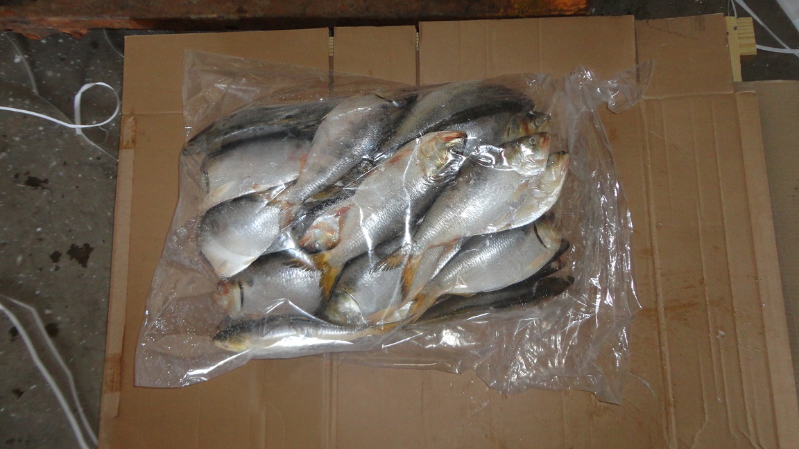 vacuum sealed Brazilian Menhaden fish