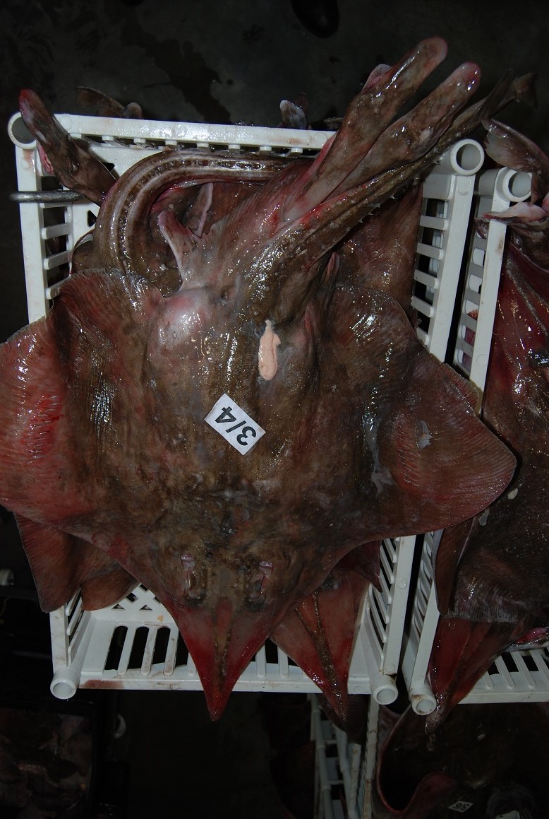 skate fish for sale