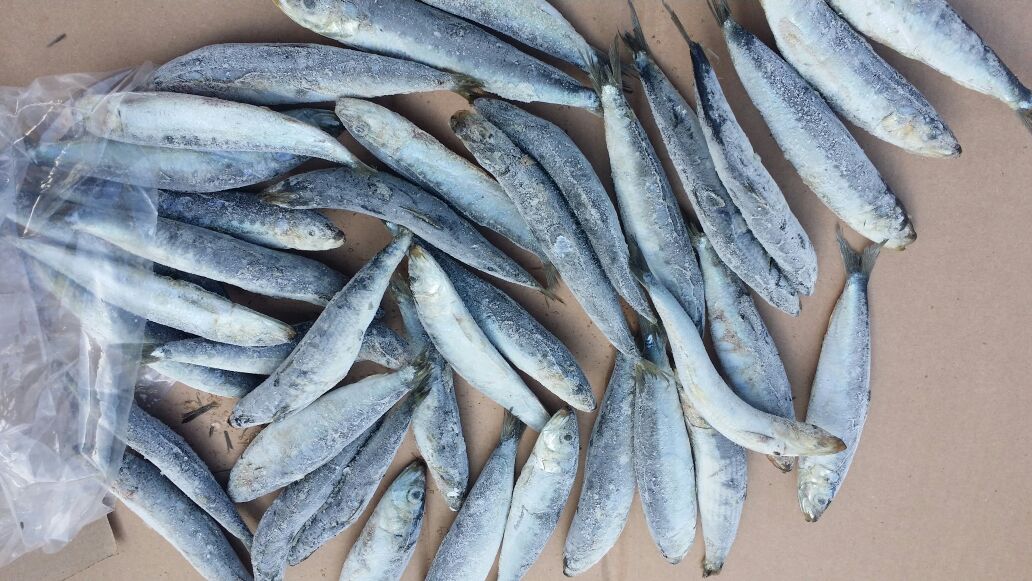 frozen sardines