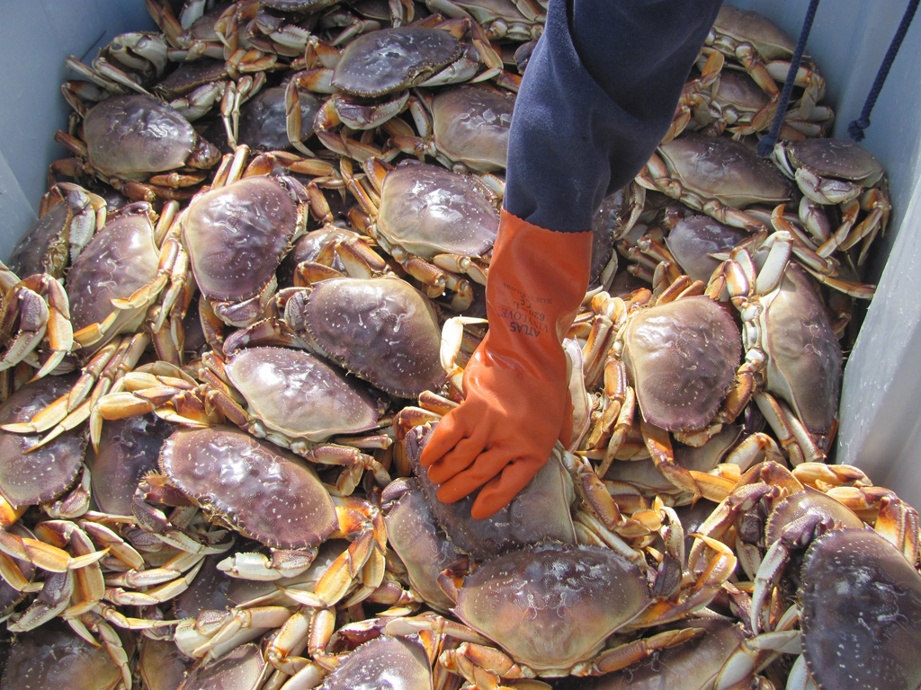 Dungeness Crabs