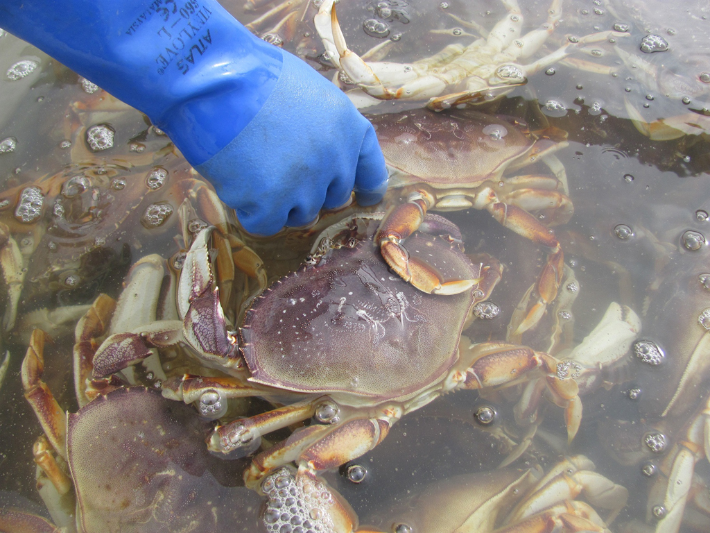 Dungeness Crab for sale