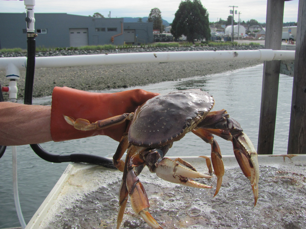 fresh Dungeness Crabs