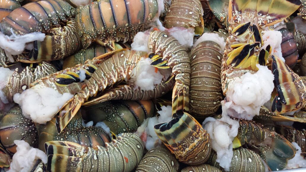 frozen lobster tails for sale