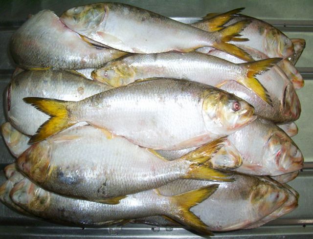 frozen Brazilian Menhaden fish