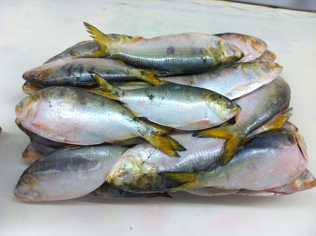 Brazilian Menhaden fish