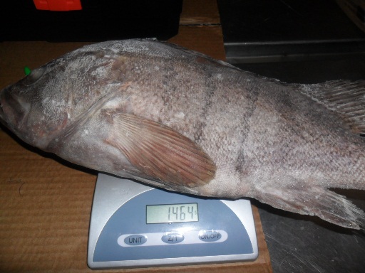 frozen Argentinian Grouper on scale