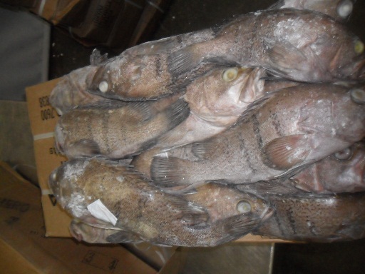 frozen Argentinian Grouper fish block