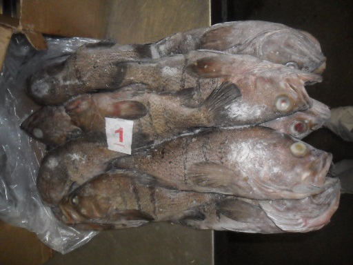 frozen Argentinian Grouper fish