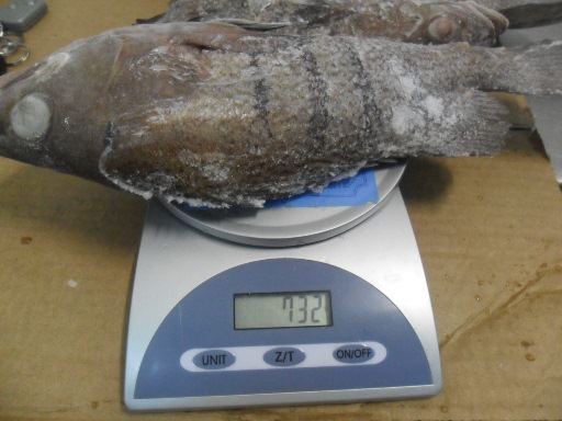 quality frozen Argentinian Grouper