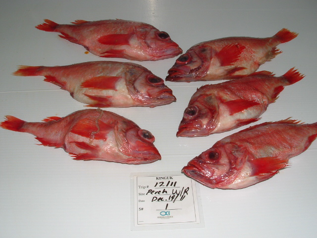 pacific perch red fish for sale