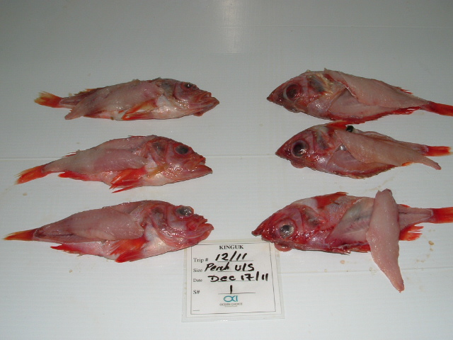 pacific perch red fish fillets