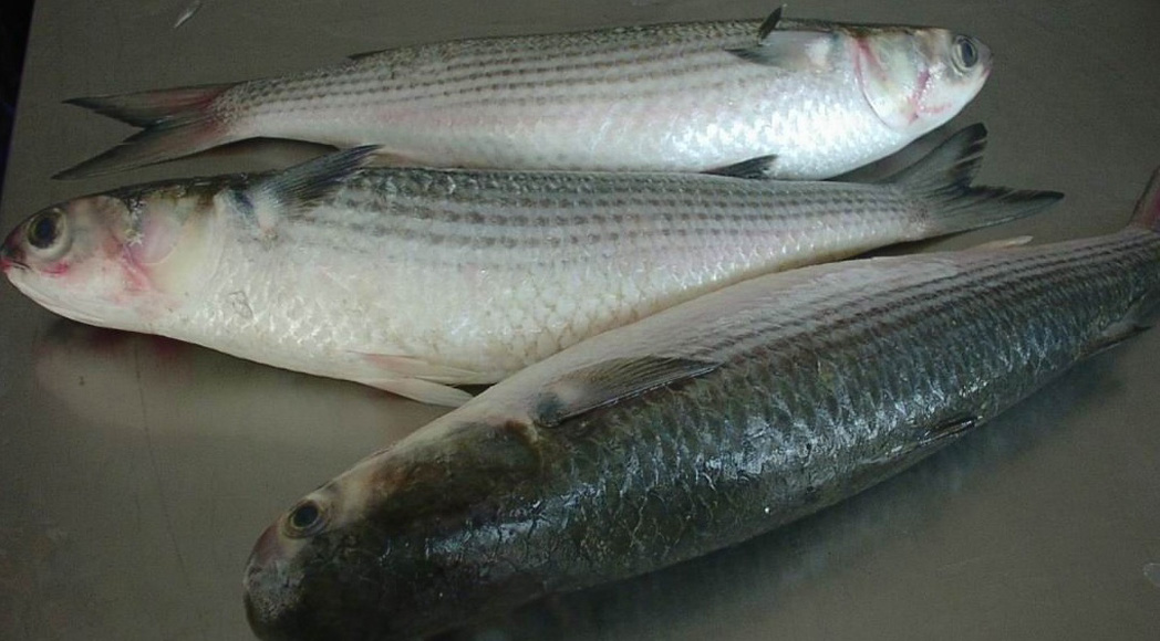 Grey Mullet fish for sale