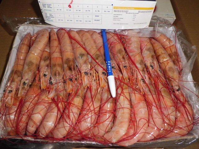 Argentinean Shrimp