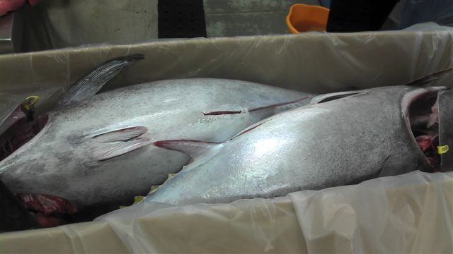 frozen Bluefin Tuna