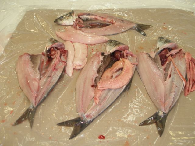 frozen herring fish