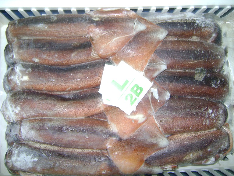 frozen Illex Squid