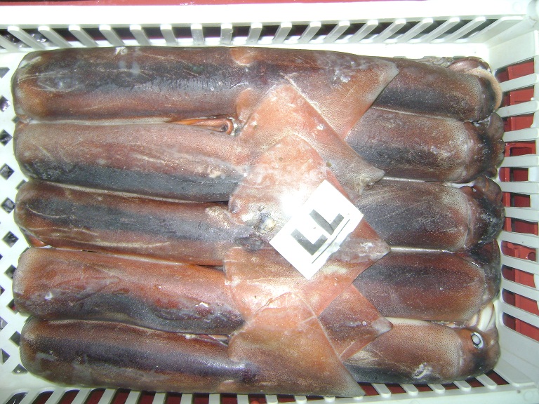frozen Illex Squid for sale