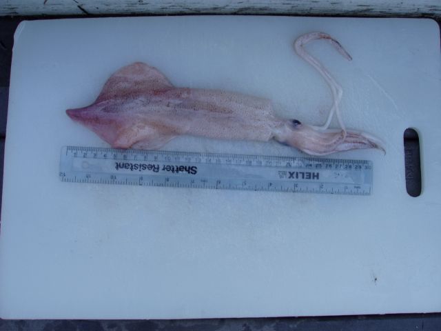 Boston Squid with ruler