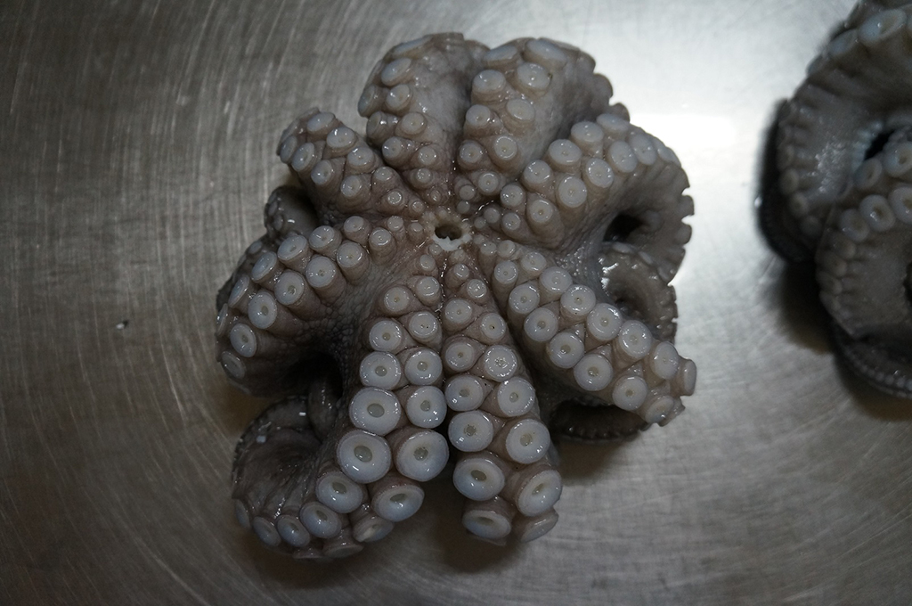 frozen Octopus