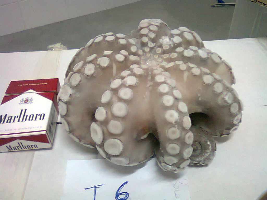 frozen Octopus for sale