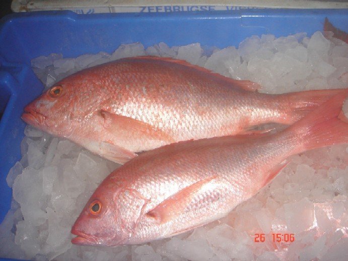 fresh red snapper