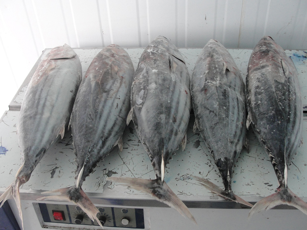 frozen Skipjack Tuna fillets