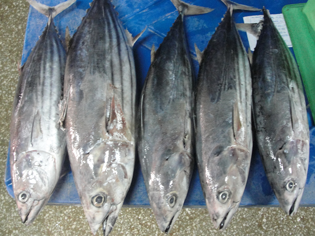 fresh Skipjack Tuna fillet