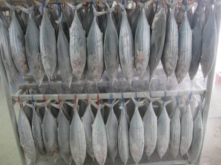 frozen Skipjack Tuna fillets