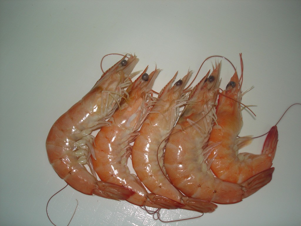 5 Vanamei Shrimp