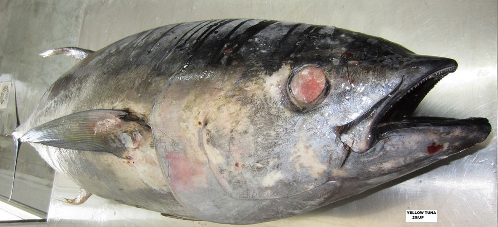 frozen Yellowfin Tuna fillet on ice