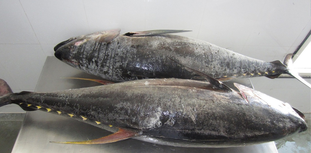 frozen Yellowfin Tuna fillets